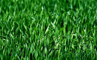 Green Grass, Fences and Septic Tanks