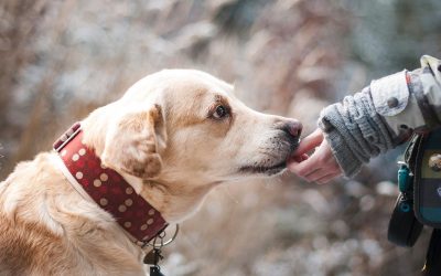 Doug’s Dog-Dipping Days