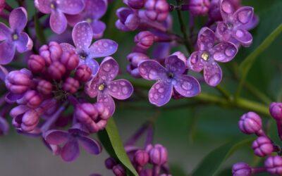 Springtime Lilacs or Skunky Memories