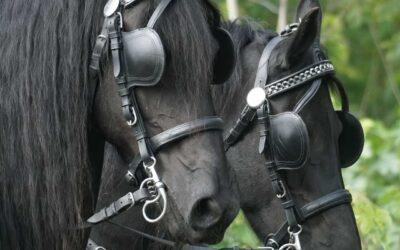 Horse Blinders