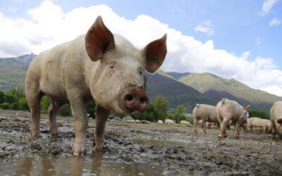 Raising Our Kids as Pigs